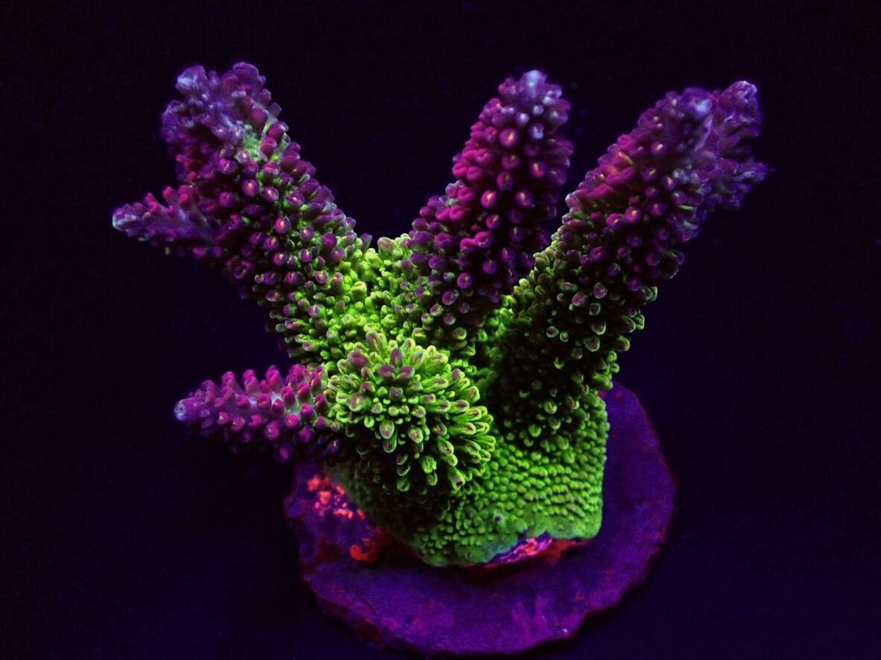 Acropora abrotanoides